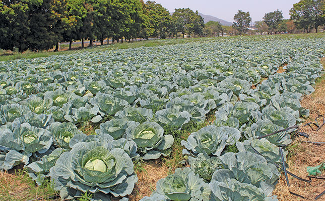 Green Cabbage